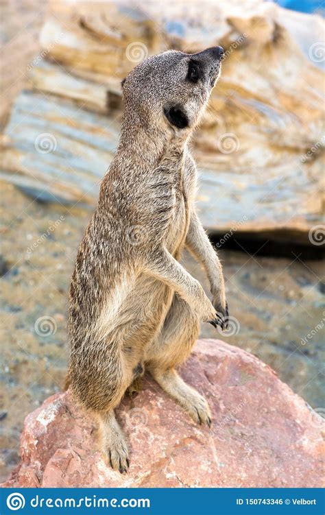 surikat stands   hind legs     distance sand   nose   meerkat stock