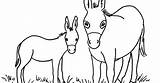 Coloring Mule Pages Donkey Results sketch template