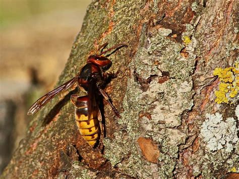 Asian Giant Hornet Facts Critterfacts