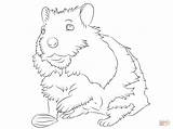 Hamster Coloring Pages Cute Drawing Dwarf Special Printable Color Getcolorings Grumpy Funny Getdrawings Print Template sketch template