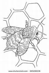 Coloring Honeycomb Pages Bee Getdrawings Color Getcolorings Shutterstock sketch template