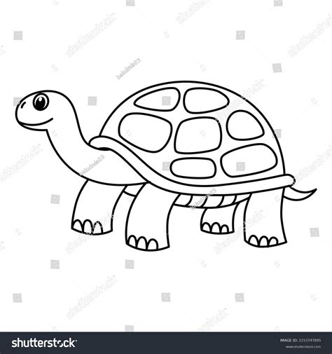 tortoise coloring pages  kids