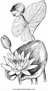 Seerosen Seerose Ninfea Ninfee Disegni Malvorlage Blumen Colorare Ausmalen Condividi sketch template
