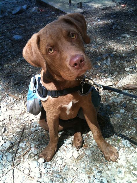 chesapeake bay retriever mixed  pitbull mixerxa