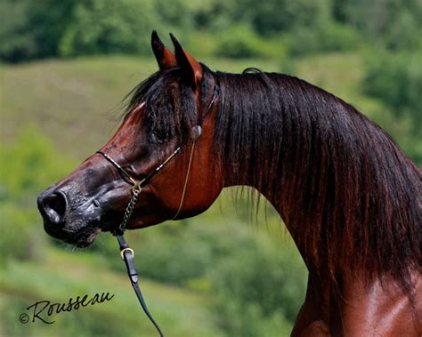 bay arabian stallion google search beautiful horses horse love