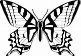 Ausmalbilder Schmetterling Malvorlagen Drucken Ausdrucken Malen sketch template