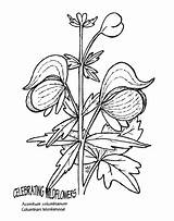 Wildflower Coloring Pages Book Drawings Drawing Nps Gov sketch template