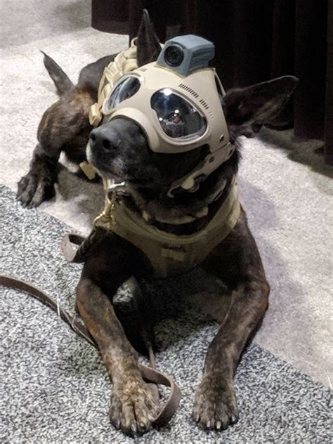 tactical dog helmets  future   steemit dog helmet dog