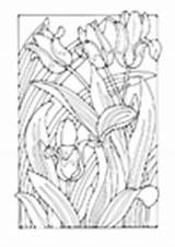 Coloring Pages Tulips sketch template