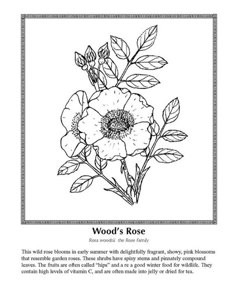wildflower coloring page google search printable flower coloring