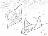 Manta Coloring Ray Pages Rays Two Drawing Printable Getdrawings sketch template