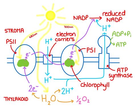 light dependent reaction photosynthesis ep  zoe huggett tutorials