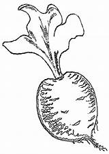 Beet Coloring Pages sketch template