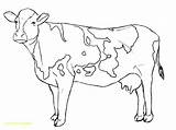 Cow Drawing Coloring Dairy Pages Cows Cattle Draw Line Drawings Realistic Easy Printable Cartoon Kids Paper Adult Template Animals Calf sketch template