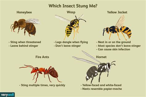How To Figure Out Which Insect Stung You