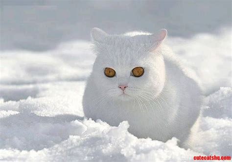 whiter  white  white cat cute cats hq pictures  cute cats