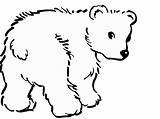 Coloring Polar Bears Baby Pages Bear Draw Outlines Colouring Christmas Cliparts Print Cute Book Magazine Clipart Cub Popular Animal Color sketch template