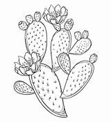 Cactus Prickly Opuntia Branch Barbarie Spiny Isolated Vecteur Espinoso Ensemble Figuier Vectorial Higuera Rama Tallo Aislados Pera Fruta Espinosa Générale sketch template