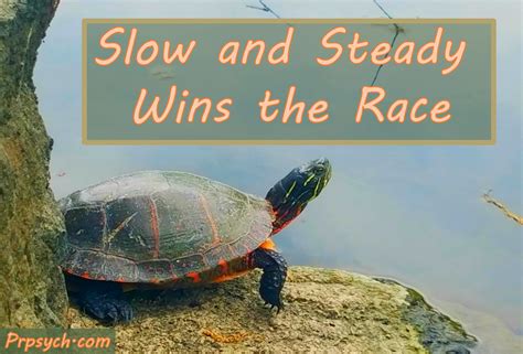 slow  steady wins  race park ridge psychological services