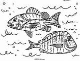 Fish Tarpon Coloring Pages Printable Template sketch template
