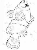 Coloring Pages Clownfish Fish Recommended sketch template