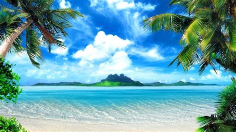 tropical island music palm tree beach youtube