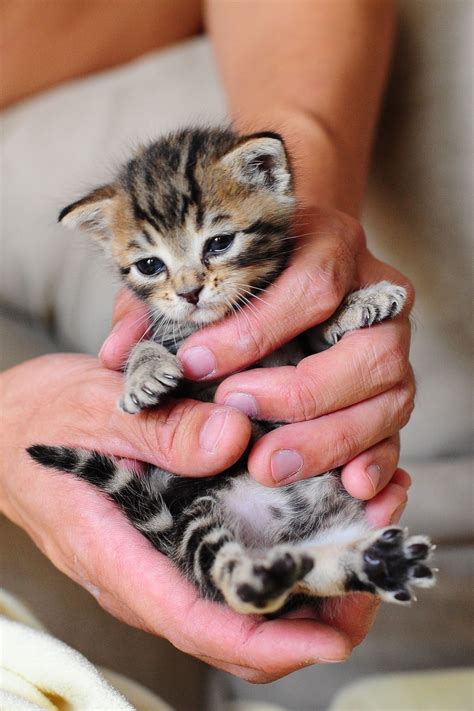 cute baby newborn fluffy kittens