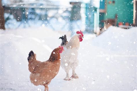 raise chickens  winter keeping  chickens warm