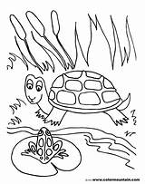 Pond Coloring Pages Frog Turtle Drawing Lily Pad Fish Printable Preschoolers Shell Color Life Getdrawings Getcolorings Print Template Sea Habitat sketch template