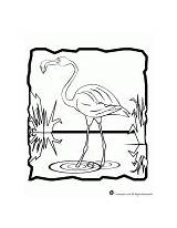 Flamingo Woojr sketch template