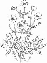 Buttercup Coloring Pages Flower Printable sketch template