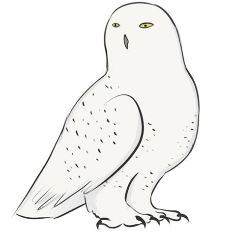 draw  snowy owl easy drawing art