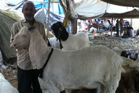 Religion Journal Buying A Goat For Bakra Eid India Real Time Wsj