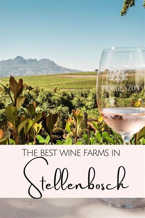 calm drink wine   wine farms  stellenbosch south africa wine south african