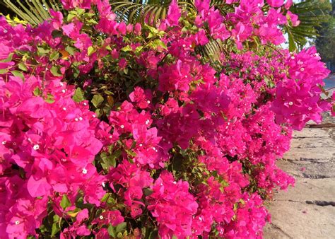 naturalism  eighth sense spectacular bougainvillea adopted national flower