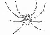 Spider Coloring Recluse Brown Pages Printable Drawing Crafts Categories sketch template