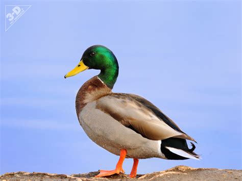 mallard duck animal adaptations