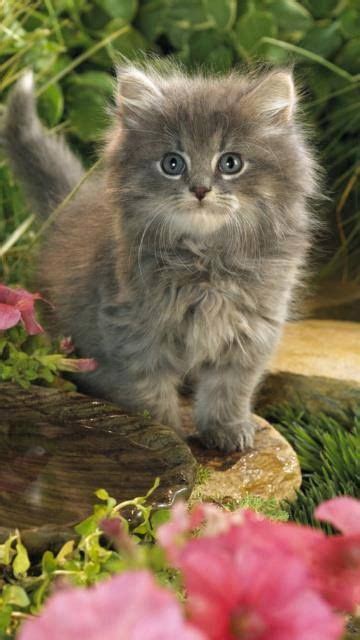 male vs female maine coons picking the gender maine coon kittens maine coon and cat