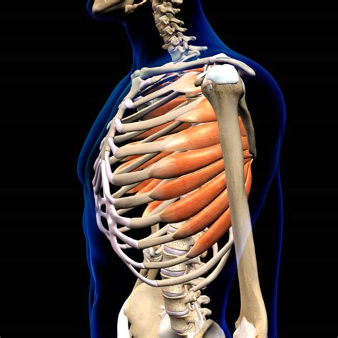 Muscles Over Rib Cage Intercostal Muscle Sprain Causes Symptoms