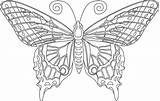 Kolorowanki Druku Motyle Coloringhome Dla Printablee Ausmalbilder Erwachsene Animals Dorosłych Darmo Za sketch template