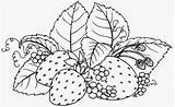 Morango Frutas Riscos Morangos Legumes Frutos Molde Créditos Moldes Copics Desenhoseriscos sketch template