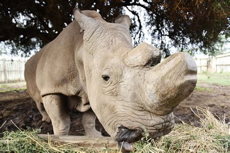 male northern white rhino  died spelling probable extinction   species los