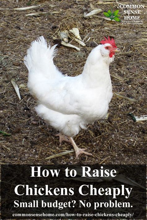 how to raise chickens cheaply small budget no problem