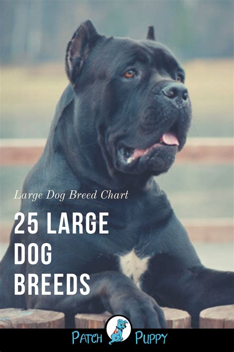 large dog breeds pictures  names chart patchpuppycom large dog