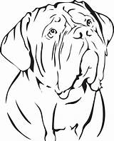 Mastiff Bordeaux Dogue Mastiffs Clipartmag sketch template
