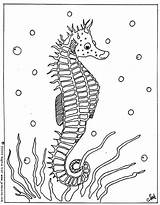Seahorse Coloring Pages Print sketch template