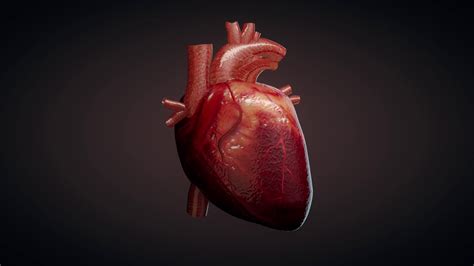 3d animation of a beating human heart motion background storyblocks video