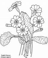 Primrose Coloring Flower Drawing Printable Pages Designlooter Book 287px 41kb Primroses Adults Choose Board Drawings sketch template
