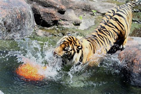 Akibat Perburuan Liar Populasi Harimau Sumatra Semakin Menyusut