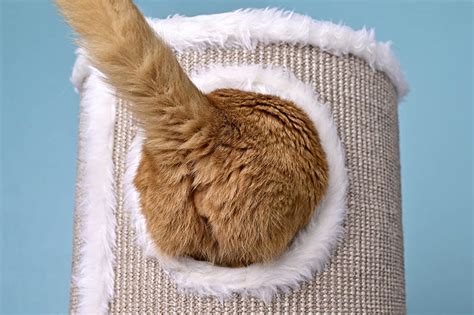 why do cats like their butt scratched 7 interesting reasons